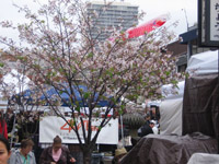 北加桜祭り